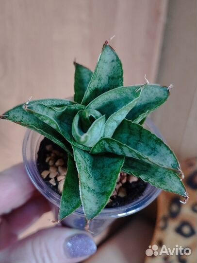 Сансивиерия