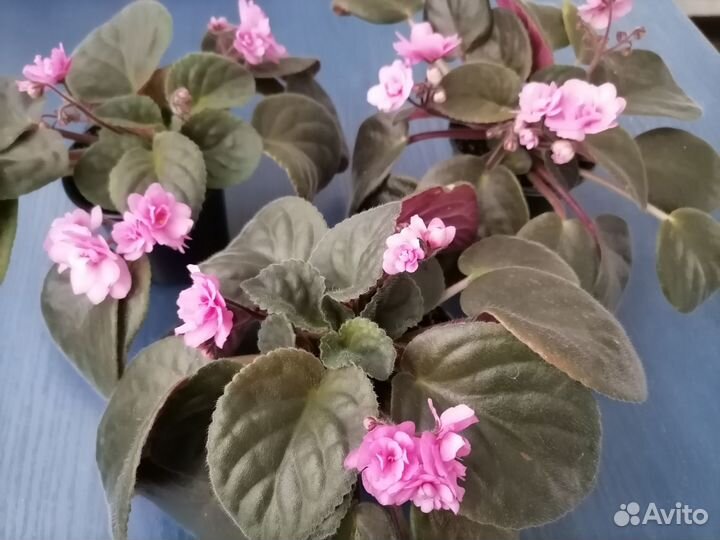 Комнатные цветы фиалки