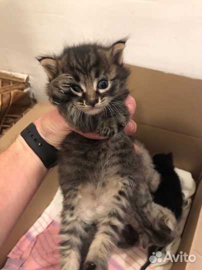 Кошка в дар бесплатно