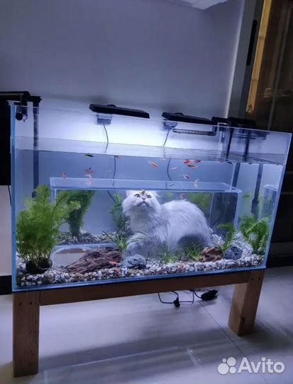 Аквариум для кота с панорамой