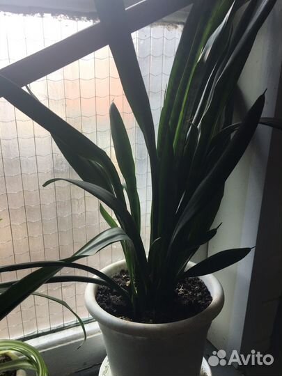 Комнатные растения