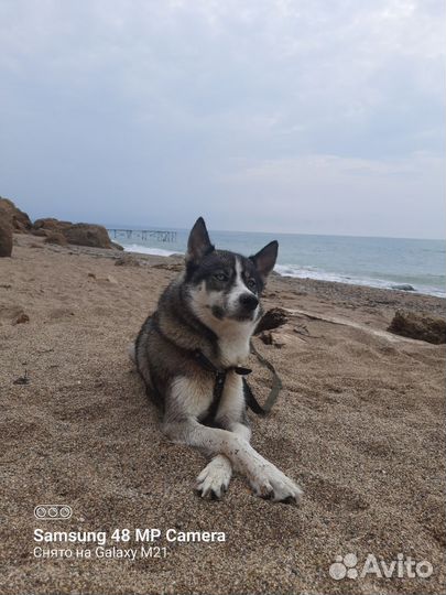 Щенки хаски от Аки Ко