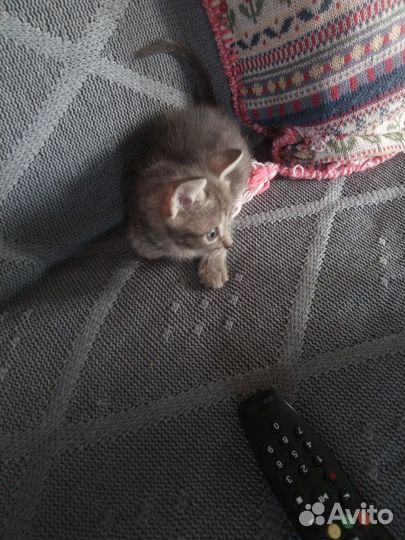 Кошка в дар