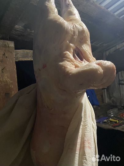 Курдючные бараны овцы