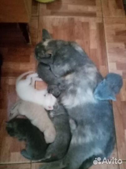 Котики в добрые руки