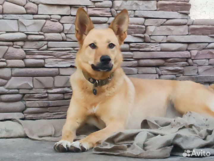 Собака, лапочка Персик