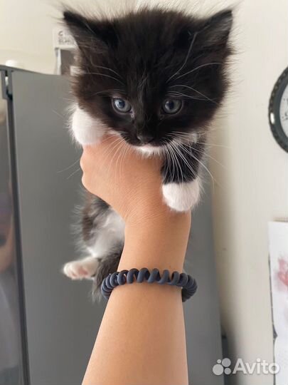 Кошки в добрые руки