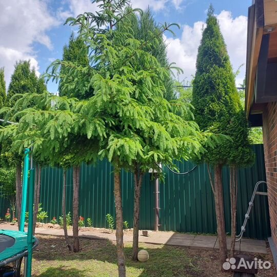 Длинномеры туи и можжевельника