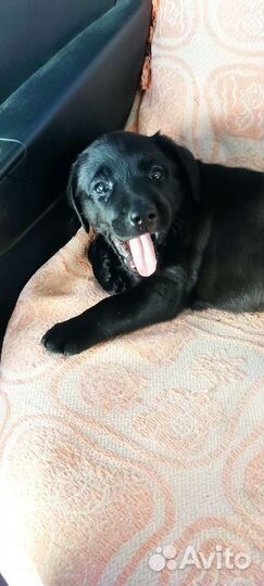 Лабрадор ретривер