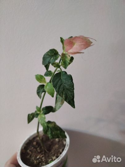 Пахистахис