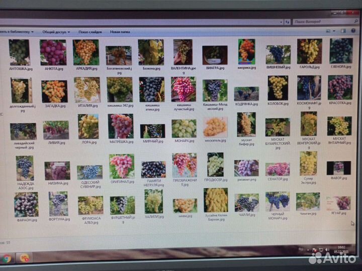 Черенки и Саженцы винограда