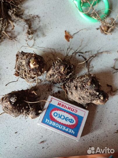 Луковицы каллы маджестик ред