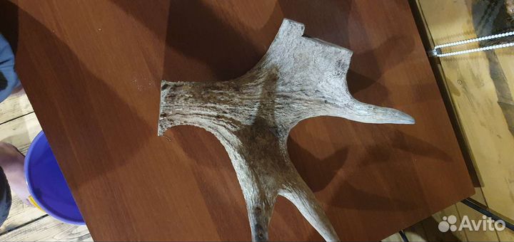 Продам рога лося