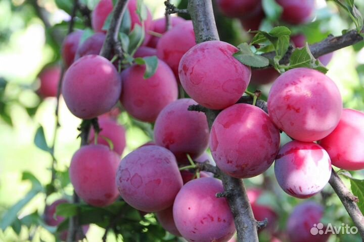 Саженцы абрикоса, персика для Мордовии райониров