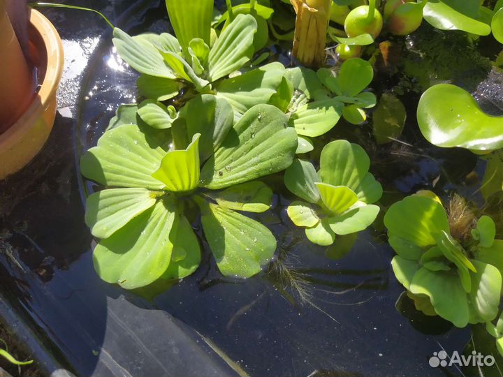 Пистия крупная