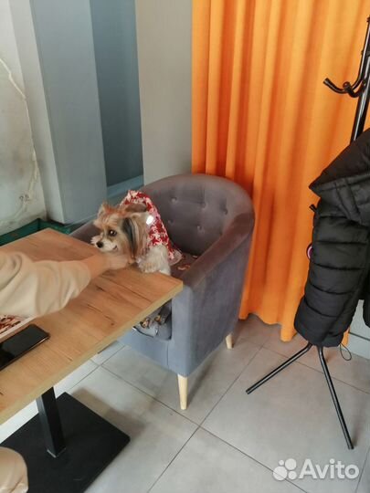 Проведение дня рождения для собаки