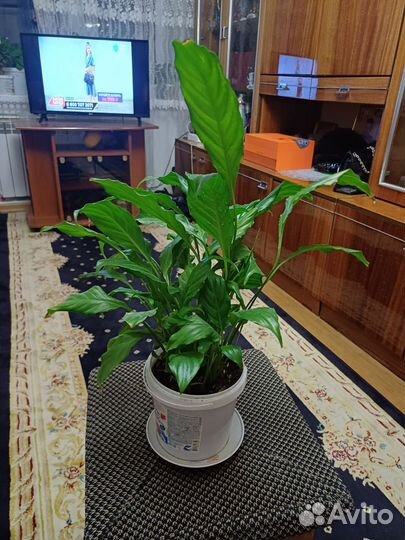 Спатифиллум