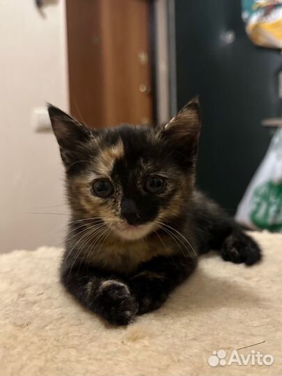 Британские котята