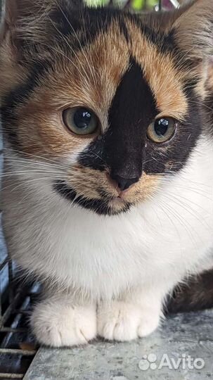 Котенок 2 мес (кошечка) чистенькая