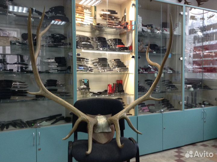 Рога крупные