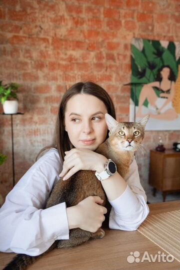 Зоопсихолог кошки, коррекция поведения