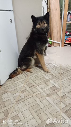 Метис овчарки и хаски