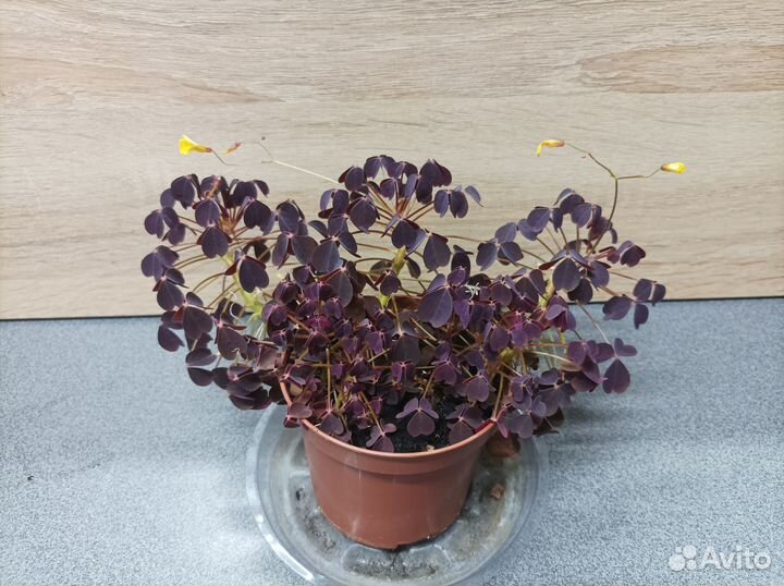 Блочные мини орхидеи и кислицы