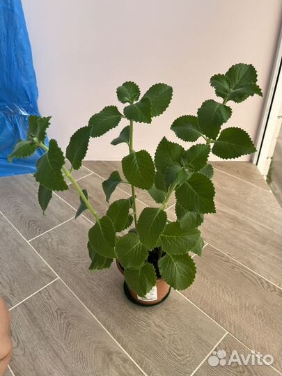 Домашняя мята - плектрантус