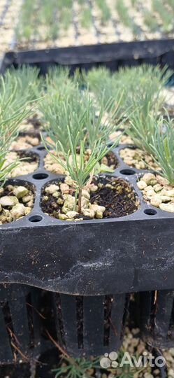 Сосна горная Мугус и Пумилио