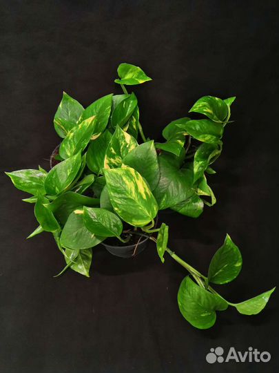 Сциндапсус эпипремнум золотистый