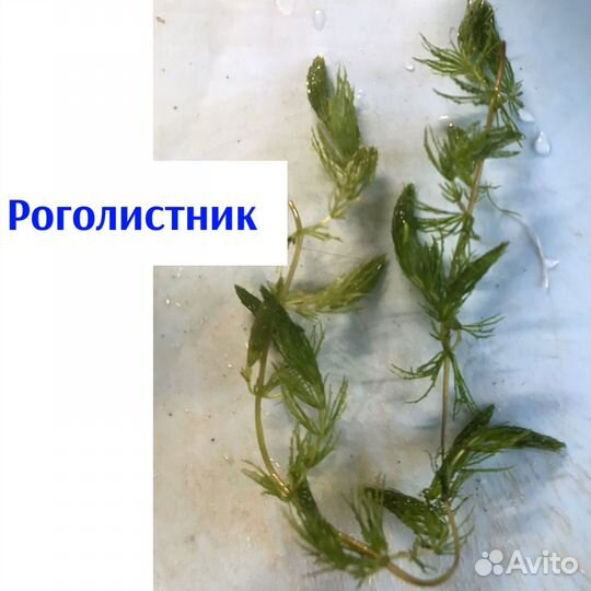 Аквариумные растения