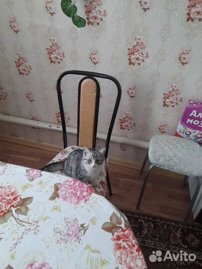 Отдам котенка в добрые руки
