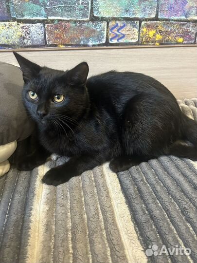 Котик очень ищет дом