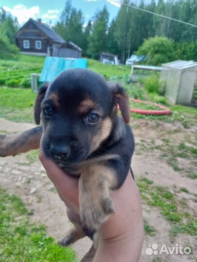 Отдам в добрые руки щеночка