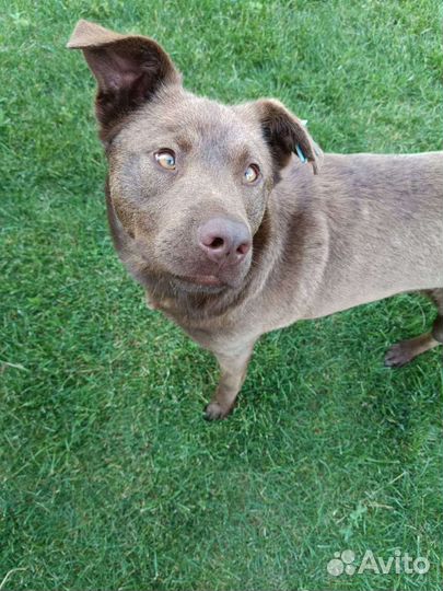 Косоглазый красавчик ищет дом, кобель