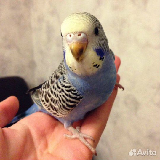 Волнистый попугай с клеткой