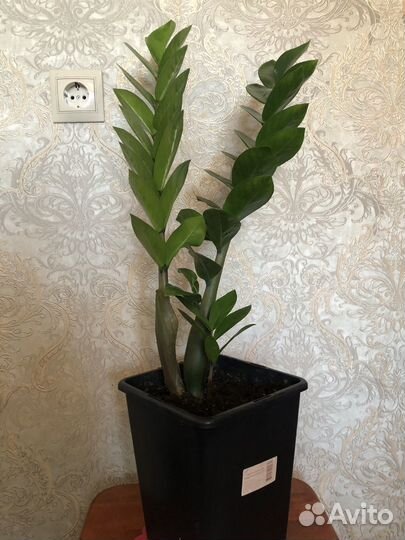 Замиокулькас