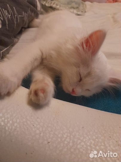 Котёнок беленький