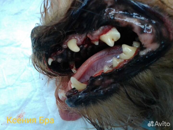 Ветеринарный врач. Вызов на дом