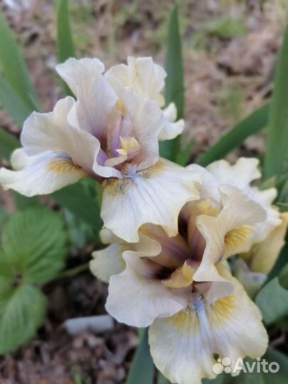 Ирисы карликовые и обычные