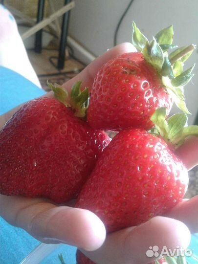 Азия -Рассада