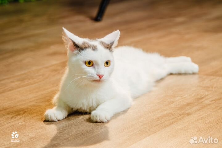 Уход и присмотр за животными (кошки) у вас на дому