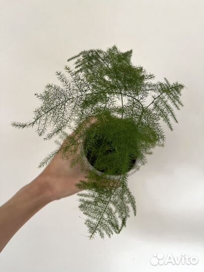 Комнатные растения аспарагус перистый