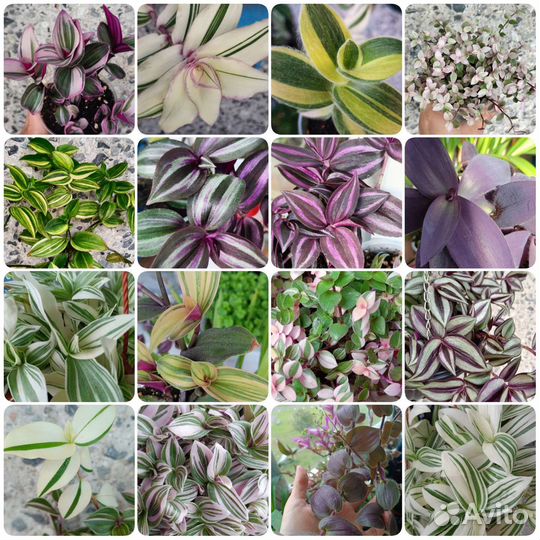 Традесканции сортовые