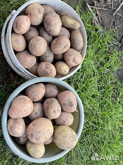 Картошка со своего огорода