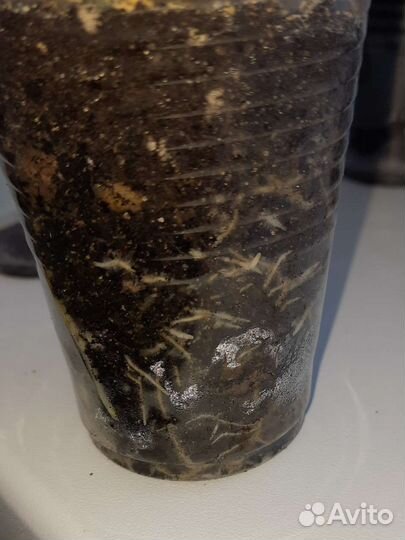 Калатея Ктенанта