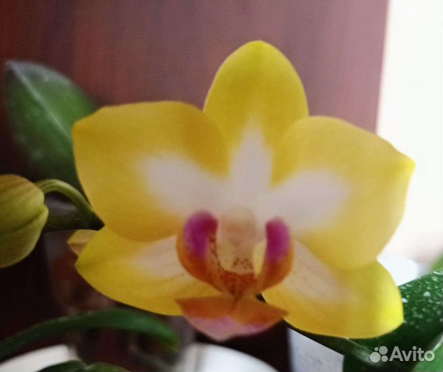 Орхидея цветущая Сладкая девочка и не цветущие