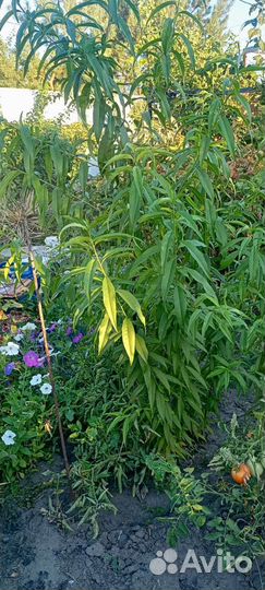 Саженцы персика