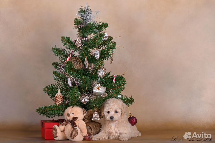 Малышка мальтипушка