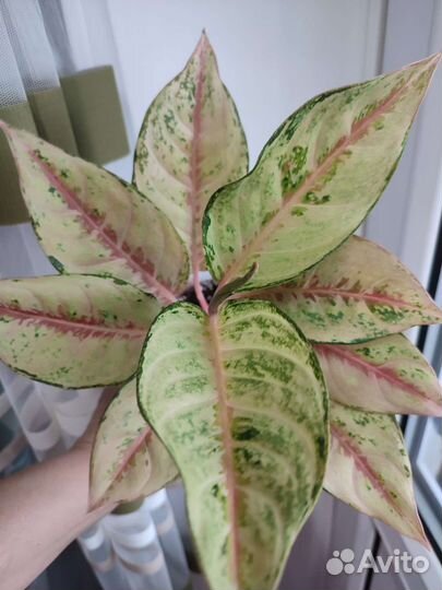 Аглаонемы тайские